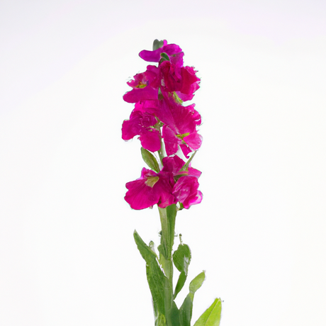 Violet Flavor Extract, Natural