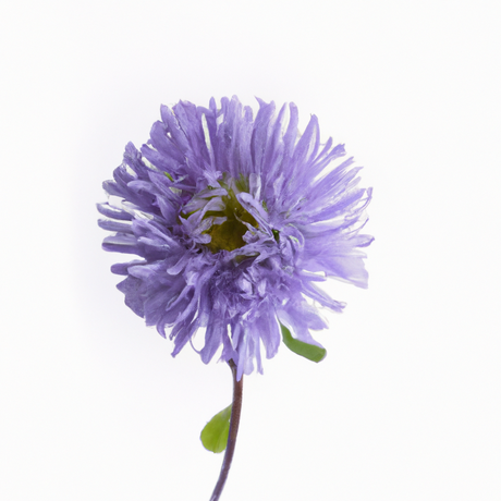 Violet Flavor Extract, Organic