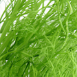 Fennel Flavor Powder, Organic