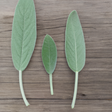 Sage Flavor Extract Without Diacetyl