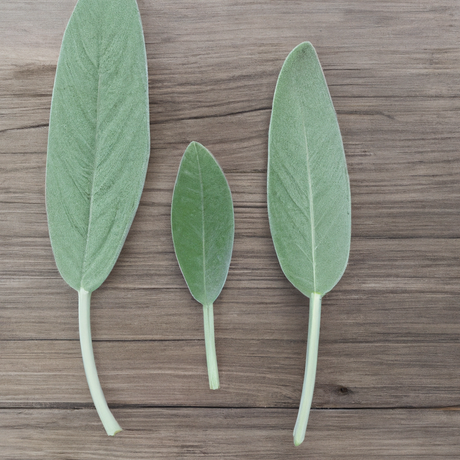 Sage Flavor Extract Without Diacetyl