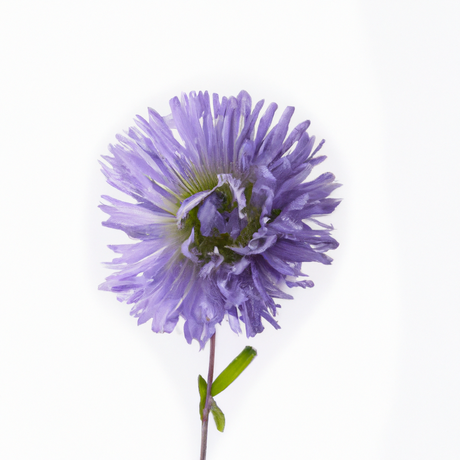 Violet Flavor Concentrate, Organic