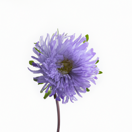 Organic Violet Flavor Concentrate Without Diacetyl