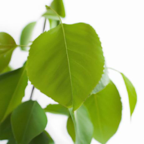 Sassafras Flavor Concentrate, Organic