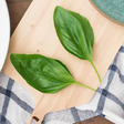 Organic Basil Flavor Extract Without Diacetyl