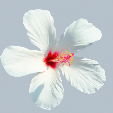 Jamaica Flavor Extract, Natural