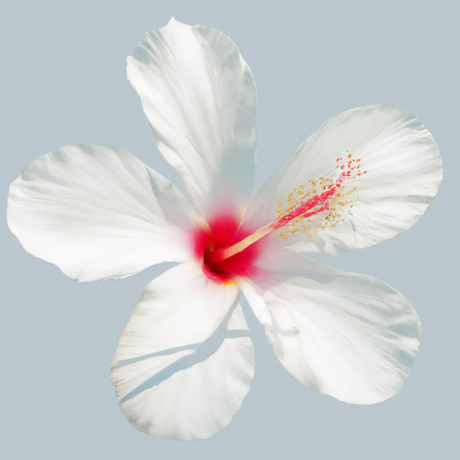 Jamaica Flavor Extract Without Diacetyl