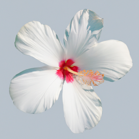 Jamaica Flavor Extract, Organic