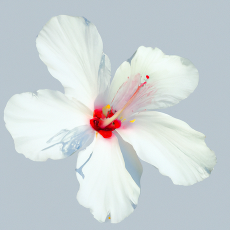 Organic Jamaica Flavor Extract Without Diacetyl