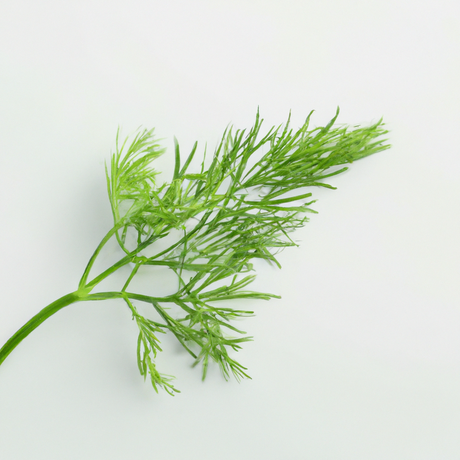 Dill Flavor Extract Without Diacetyl