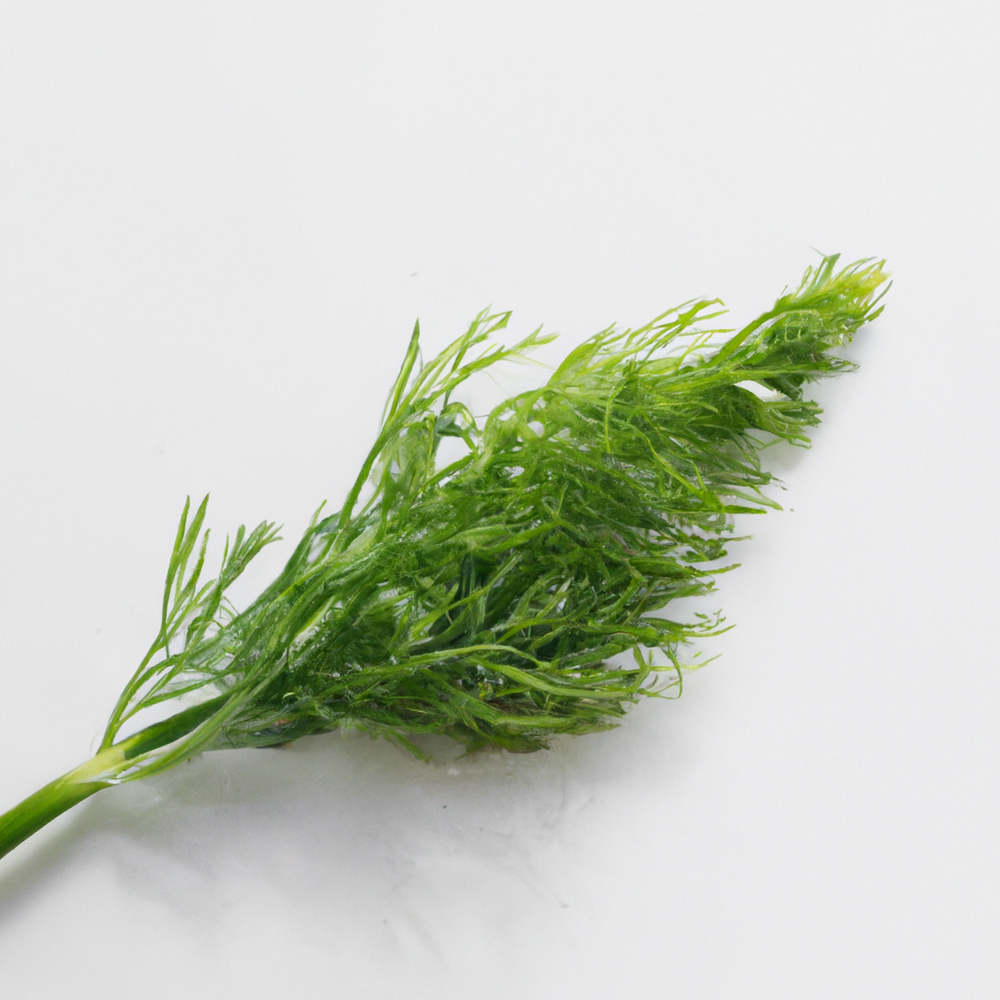 Organic Dill Extract – Newport Flavors & Fragrances