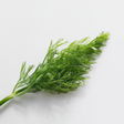 Dill Flavor Extract, Organic