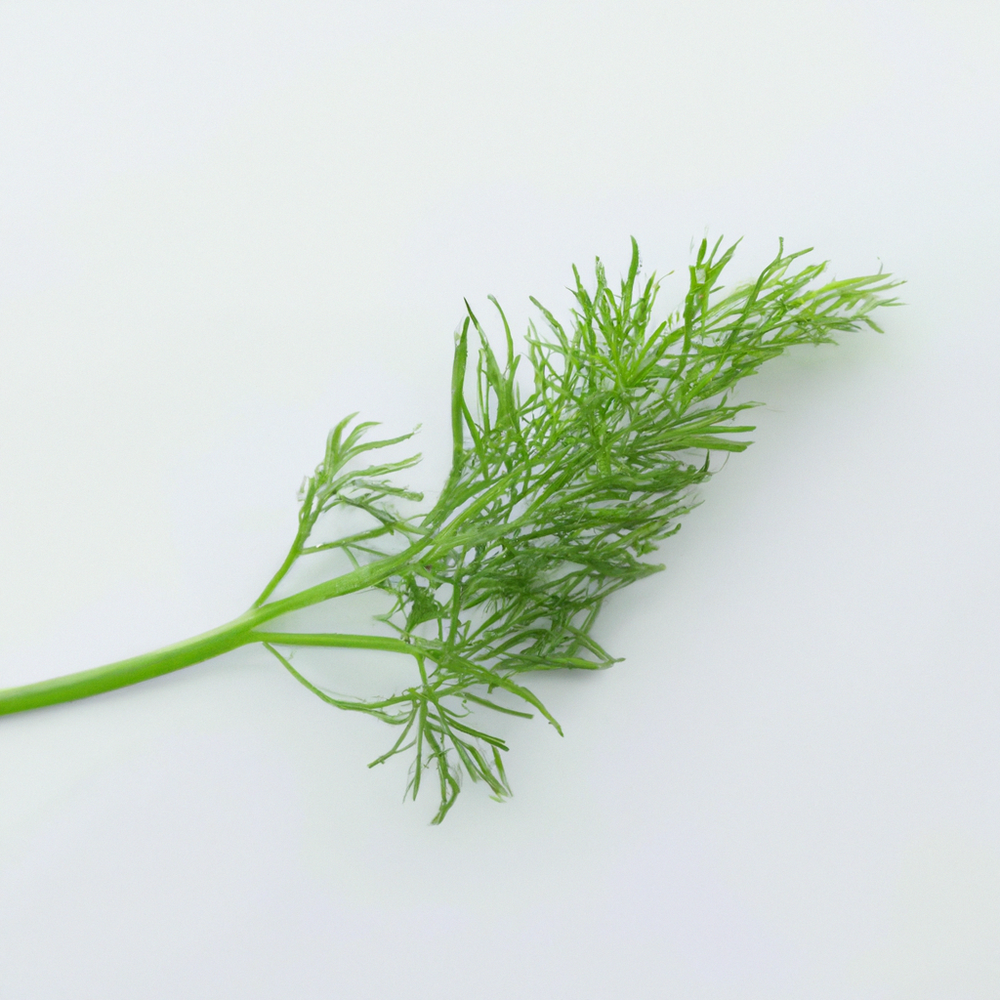 Organic Dill Extract Without Diacetyl – Newport Flavors & Fragrances