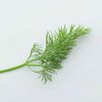 Organic Dill Flavor Extract Without Diacetyl