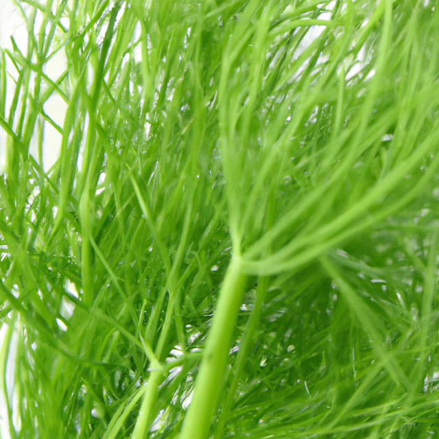 Fennel Flavor Extract Without Diacetyl
