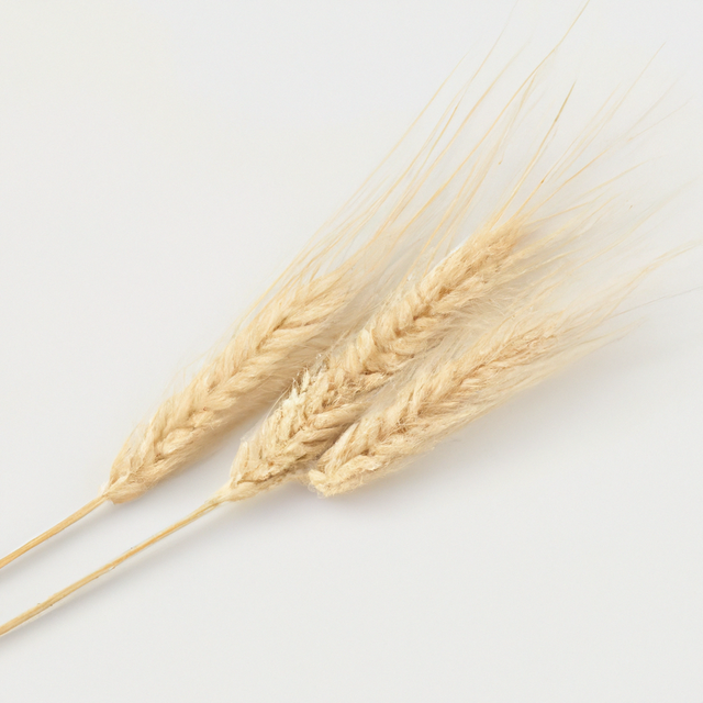 Malt Flavor Extract (Organic)