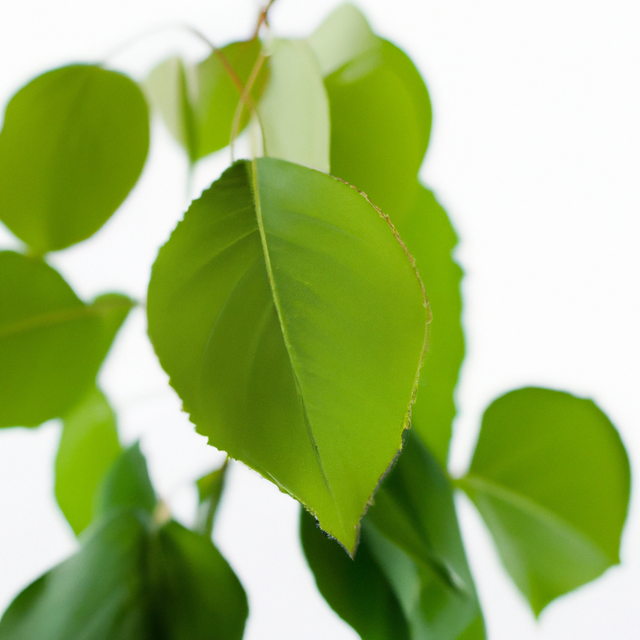 Sassafras Flavor Extract, Organic