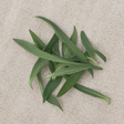 Tarragon Leaf Flavor Extract Without Diacetyl