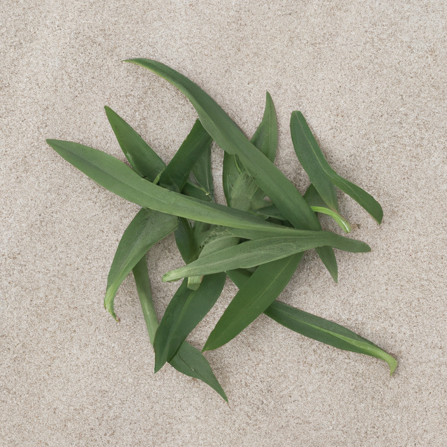Tarragon Leaf Flavor Extract Without Diacetyl