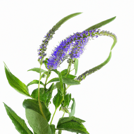 Organic Coastal Flowers Fragrance Emulsion with Floral Notes (Water Soluble)