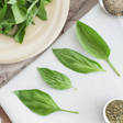 Basil Sugar Free Flavor Powder