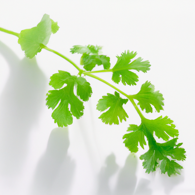 Cilantro Flavor Powder (Sugar-Free), Organic