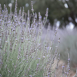 Lavender Essential Oil, Organic