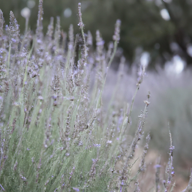 Lavender Essential Oil, Organic