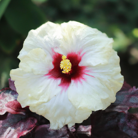 Organic Hibiscus Fragrance Powder