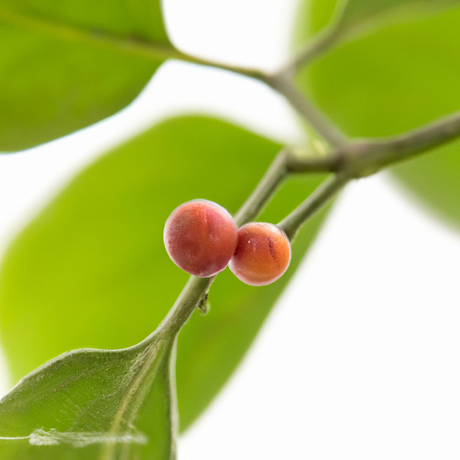 Organic Wintergreen Fragrance Powder