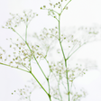 Baby's Breath Fragrance Oil (Alcohol Soluble)