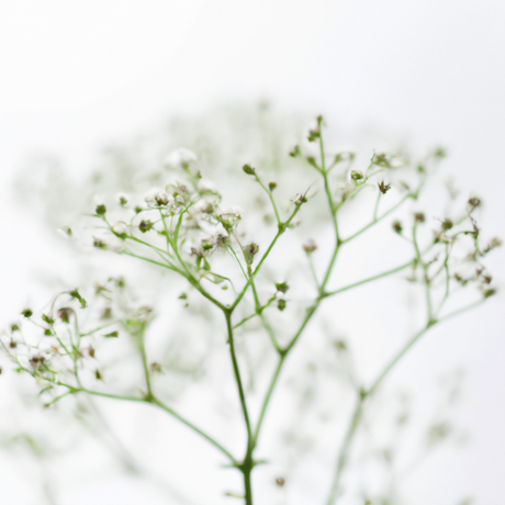 Baby's Breath Fragrance Oil (Alcohol Soluble), Organic