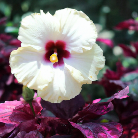 Hibiscus Fragrance Oil (Alcohol Soluble), Organic