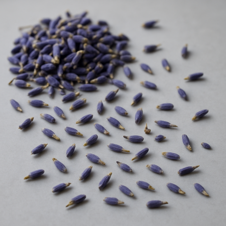 Lavender Fragrance Oil (Alcohol Soluble), Organic