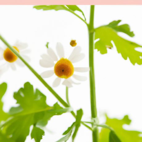 Mountain Flower Fragrance Oil (Alcohol Soluble), Organic