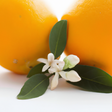 Orange Blossom Fragrance Oil (Alcohol Soluble), Organic