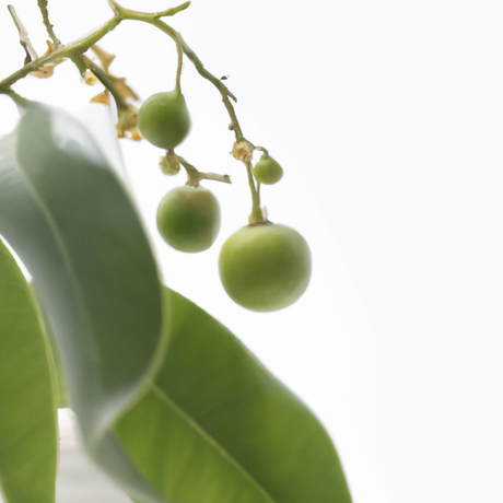 Wintergreen Fragrance Emulsion (Water Soluble)