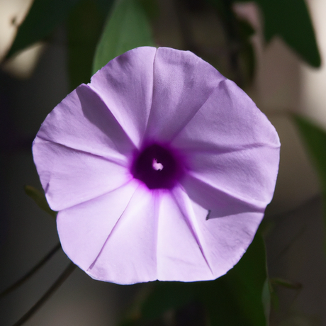 Organic Morning Glory Fragrance Emulsion with Floral Notes (Water Soluble)