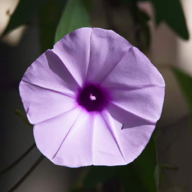 Organic Morning Glory Fragrance Emulsion with Floral Notes (Water Soluble)