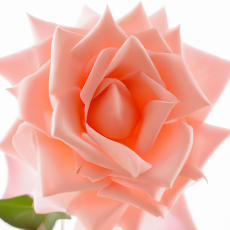 Organic Powder Rose Fragrance Emulsion with Floral Notes (Water Soluble)