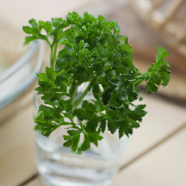 Parsley Essential Oil, Natural
