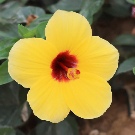 Hibiscus Flavor Emulsion for High Heat Applications