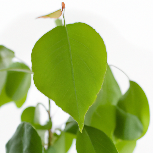 Sassafras Flavor Emulsion for High Heat Applications