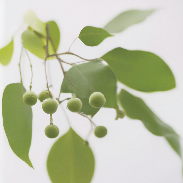 Wintergreen Flavor Emulsion for High Heat Applications, Organic