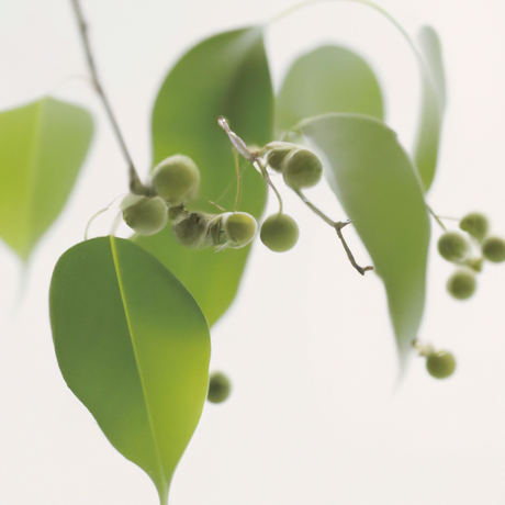 Wintergreen Flavor Emulsion for High Heat Applications