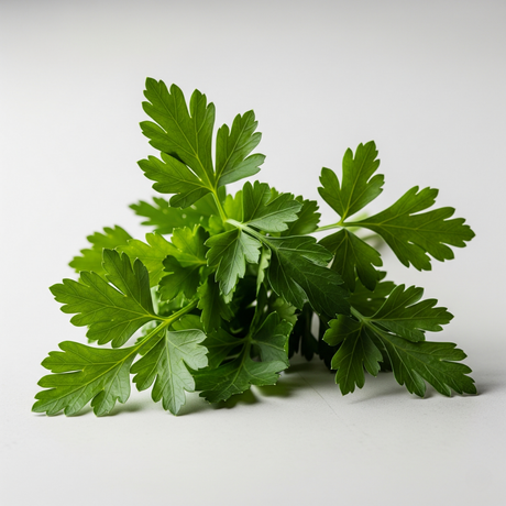 Parsley Seed Essential Oil, Natural