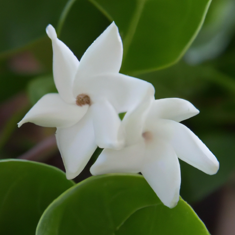 Organic Jasmine Coffee and Tea Flavoring