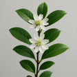 Quillaja Extract
