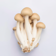 Mushroom Flavor Concentrate, Natural