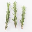 Rosemary Fragrance Oil (Oil Soluble), Organic